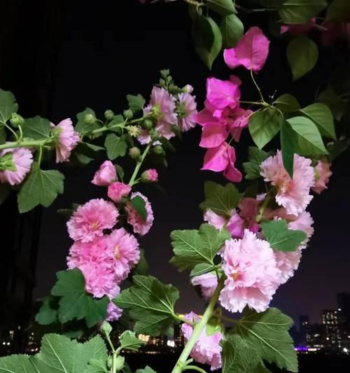 芙蓉花的养殖方法（了解芙蓉花的特点和种类，打造美丽的花园）