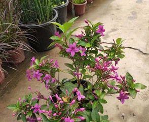 杜鹃花是宿根花卉（它们能在多年生长季中持续开花）