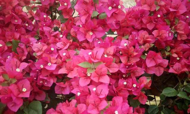 杜鹃花是宿根花卉（它们能在多年生长季中持续开花）