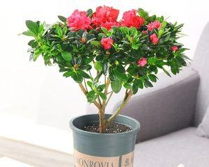 杜鹃花是宿根花卉（它们能在多年生长季中持续开花）