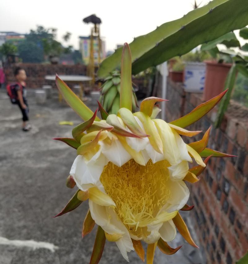 火龙果种植方法（从种子到丰收，详细介绍火龙果种植全过程）