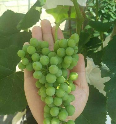 新手如何成功种植葡萄（从选地到丰收，打造属于你的葡萄园）