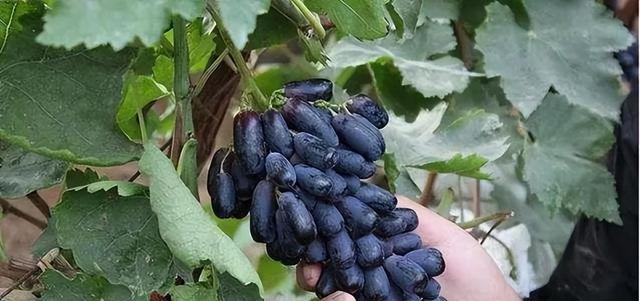新手如何成功种植葡萄（从选地到丰收，打造属于你的葡萄园）