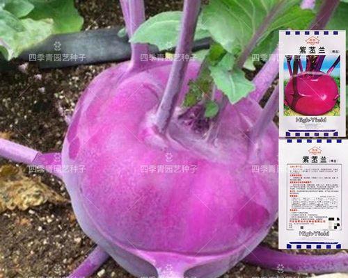 球茎甘蓝种植全攻略（从选苗到施肥，助你成功种出高产球茎甘蓝）