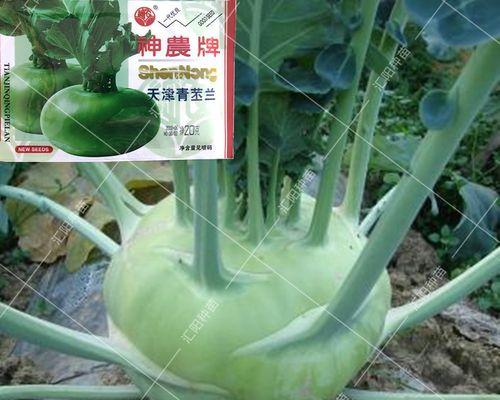 球茎甘蓝种植全攻略（从选苗到施肥，助你成功种出高产球茎甘蓝）