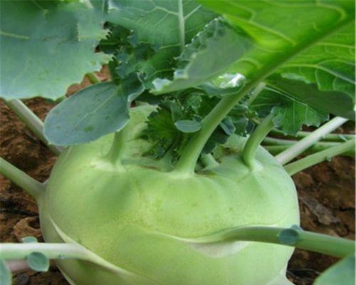 球茎甘蓝种植全攻略（从选苗到施肥，助你成功种出高产球茎甘蓝）