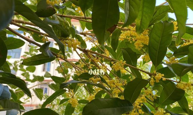 金桂树的花期及观赏价值（探寻金桂花开花的奥秘，了解金桂树的美丽价值）