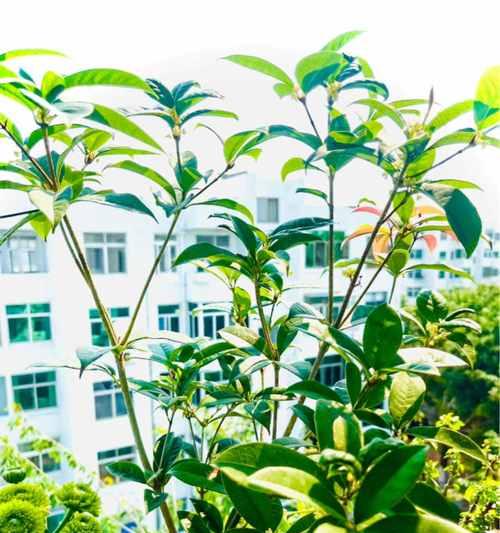 金桂树的花期及观赏价值（探寻金桂花开花的奥秘，了解金桂树的美丽价值）