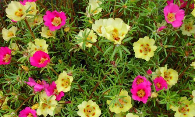 盛夏花开，缤纷绽放（夏季盛开的8种花卉及其特点）