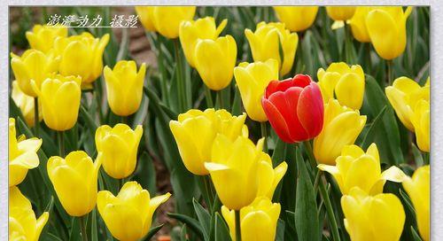四月花开，繁花似锦（春日里的色彩盛宴）