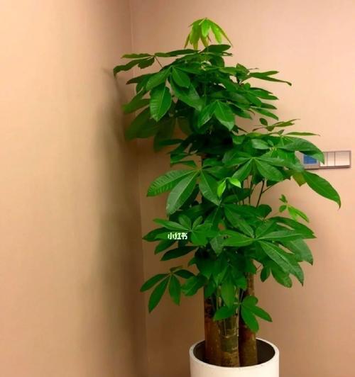 如何正确养护发财树（让发财树长得更茂盛，更加美丽）
