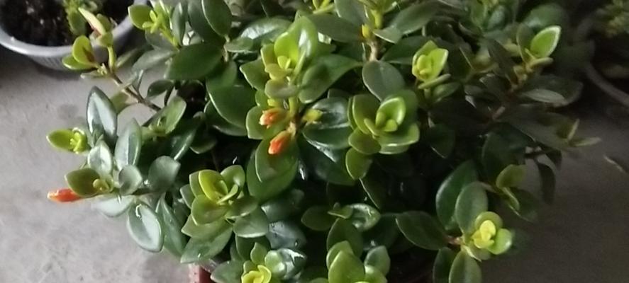 《金鱼吊兰的修剪和扦插技巧》(如何让你的金鱼吊兰长得更健康?-修剪和扦插的方法与技巧)