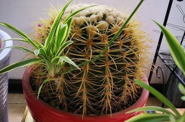 金琥仙人球开花养护全攻略（以开花为目标，打造更美的金琥仙人球）