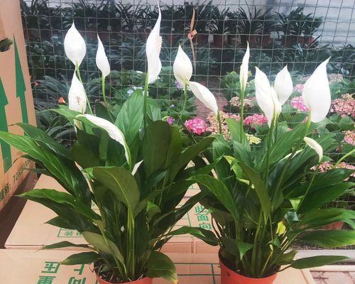 白掌花养殖详解（从种子到开花，白掌花该如何养护）