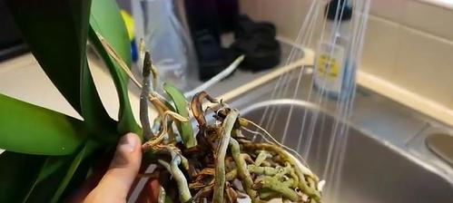 如何正确换盆蝴蝶兰（养护技巧分享，让你的蝴蝶兰常青常茂）