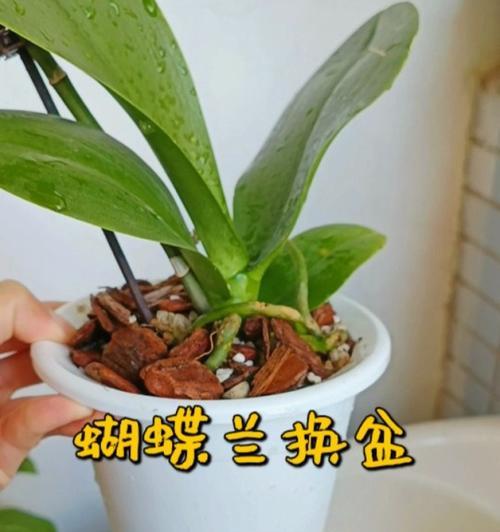 如何正确换盆蝴蝶兰（养护技巧分享，让你的蝴蝶兰常青常茂）