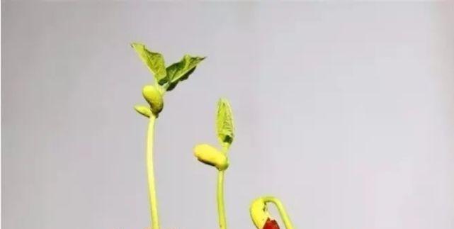 植物生长的条件（了解植物需要什么，助你种出好作物）