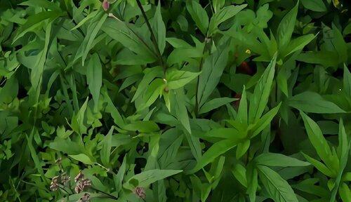石竹科植物的多彩世界（一窥世界上最美丽的石竹科植物）