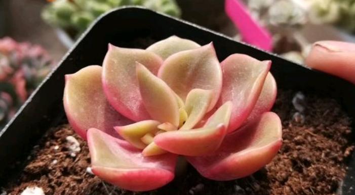 洞庭多肉——简单易养的植物之选（了解它的特点，让你轻松打理）