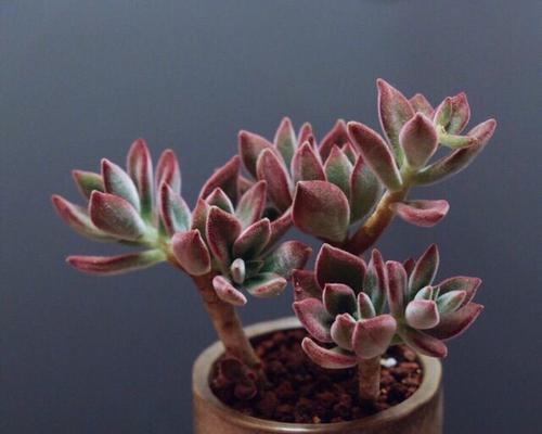 洞庭多肉——简单易养的植物之选（了解它的特点，让你轻松打理）