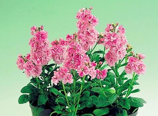草本花卉种类大全（探究丰富多彩的草本花卉世界）
