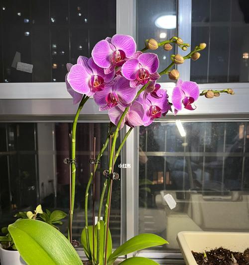 蝴蝶兰开花时间的奥秘（蝴蝶兰开花时间的重要性与影响）