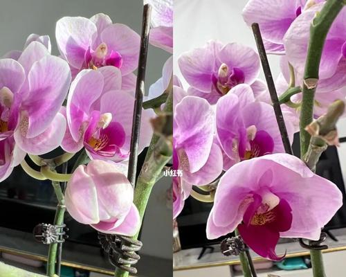 蝴蝶兰开花时间的奥秘（蝴蝶兰开花时间的重要性与影响）