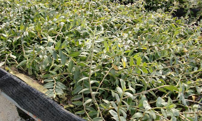 铁皮石斛种植全指南（从选地到收获，一步步教你种植铁皮石斛）