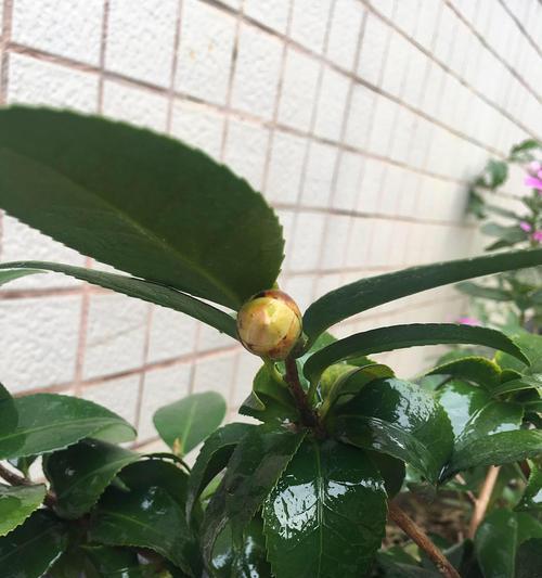 茶花的养殖方法（从选品到施肥全面解析，让你轻松成为茶花专家！）