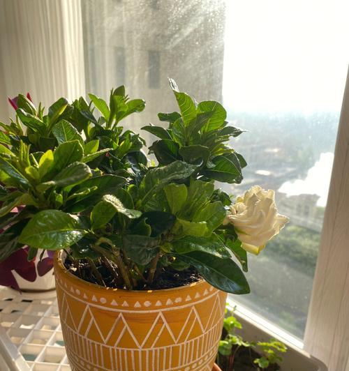 栀子花的开花时间（探究栀子花的开花特点及因素）