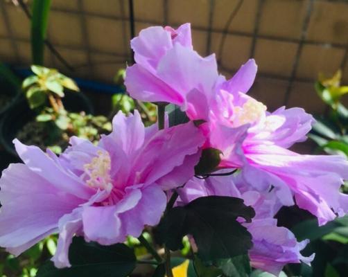 芙蓉花修剪指南（如何修剪芙蓉花，让它更加美丽健康）