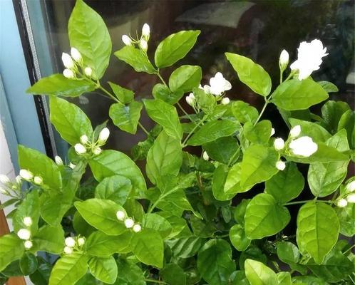 茉莉花的养护技巧（如何让茉莉花更加旺盛？-）