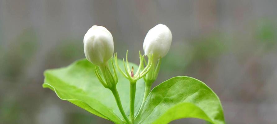 茉莉花的养护技巧（如何让茉莉花更加旺盛？-）