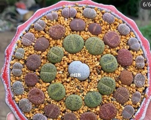 生石花开花的寓意及象征意义（揭秘生石花的盛放之谜）