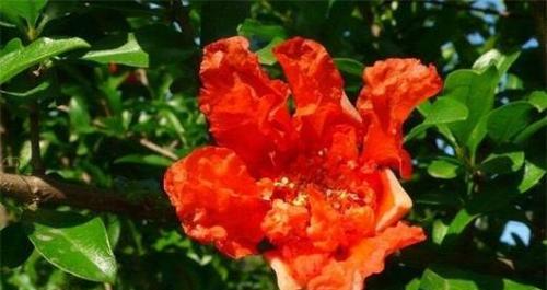 石榴花在生肖中的象征意义（探索石榴花在不同生肖中的寓意与象征）