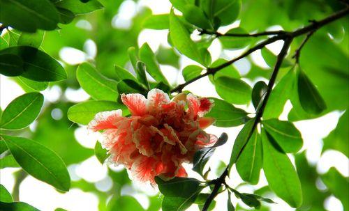 石榴花开花语与寓意（探寻石榴花的神秘之美）