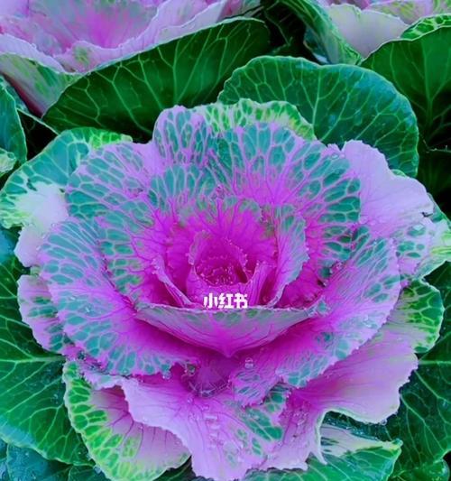 花卉招财之道（探寻财运花朵，开启财富之门）