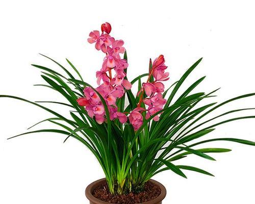 花之雅致（追寻高雅之路）