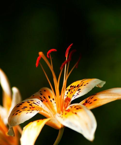 花之雅致（追寻高雅之路）