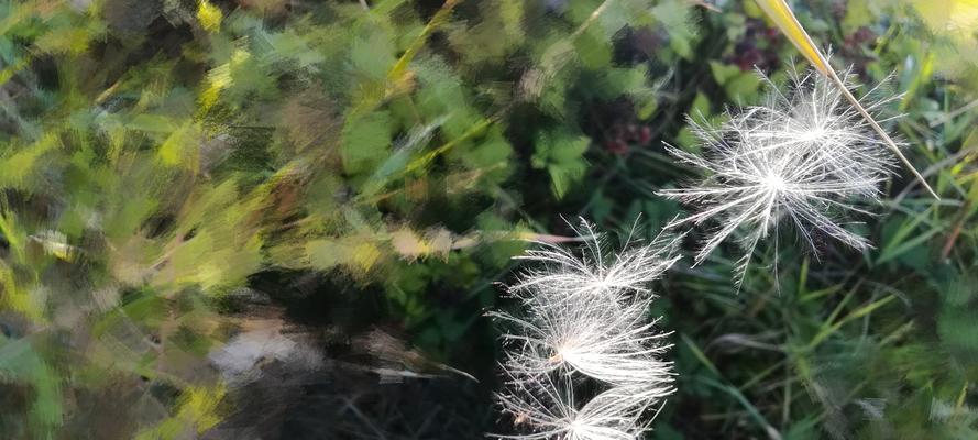 孤独忧郁的花朵（孤独忧郁的美丽与哀愁，承载心灵的花朵）