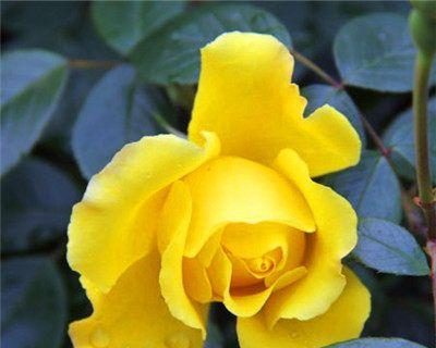 和平之花（传递和平的芬芳）