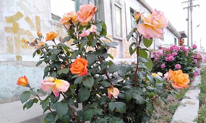 和平之花（传递和平的芬芳）