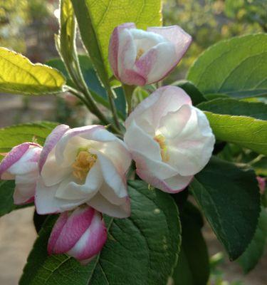 清明节花文化的传承与发展（以菊花寄托思念，以杜鹃花祭奠先人）