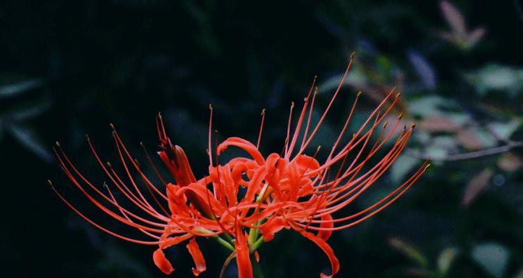 花之守护（用花朵的力量传递守护的情感，呵护爱与关怀）