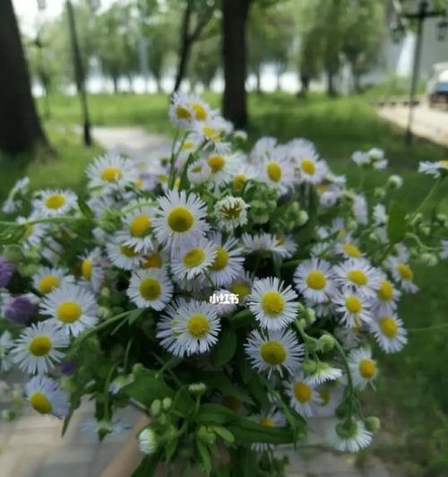 希望之花绽放（以康乃馨寄托希望的力量）