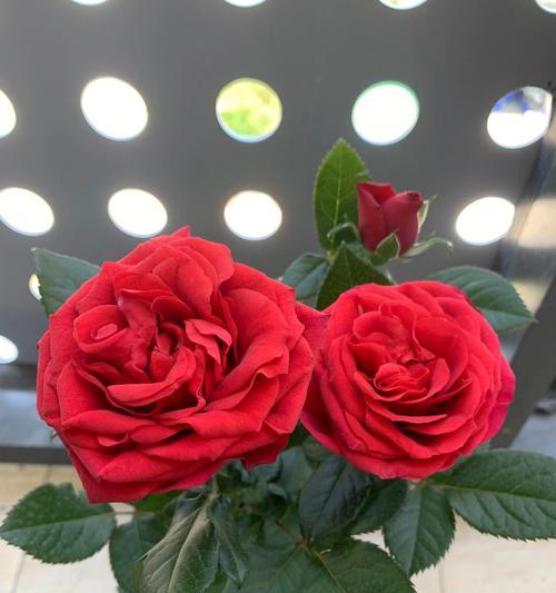 心已死，花未落（以花为媒，描绘生命轮回的心酸与无奈）