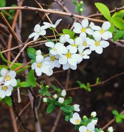 冰冷花语之启示录（揭秘花语中的冰冷寓意）