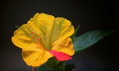 《胆小懦弱的花语——瓦罐菊的坚持与成长》（揭示胆小懦弱背后的勇气与希望）