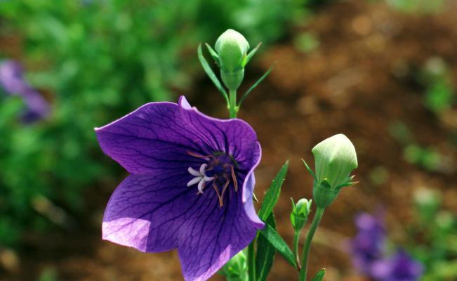 以玫瑰花的花语为主题的文章(等你的玫瑰花语)