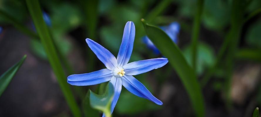 等你回来，桃花依旧（桃花花语与等待的坚守）